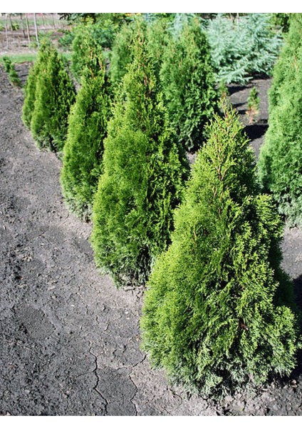 Videolu Leylandi Çit Bitkisi (10 30CM) 5 Adet Saksılı/tüplü Dış Mekan Ağaç Cupressocyparis Leylandii modelleri