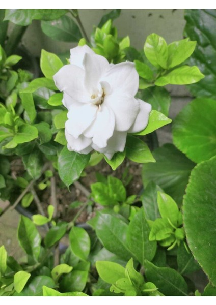 Videolu 1 Adet Hoş Kokulu Gardenya Çiçeği Salon Bitkisi 25-35 cm Saksılı Iç Mekan Bitki Gardenia