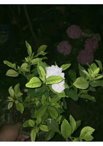 Videolu 1 Adet Hoş Kokulu Gardenya Çiçeği Salon Bitkisi 25-35 cm Saksılı Iç Mekan Bitki Gardenia fiyatları