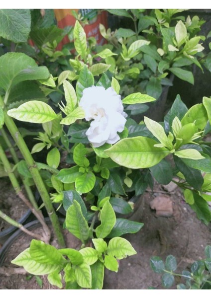 Videolu 1 Adet Hoş Kokulu Gardenya Çiçeği Salon Bitkisi 25-35 cm Saksılı Iç Mekan Bitki Gardenia modelleri