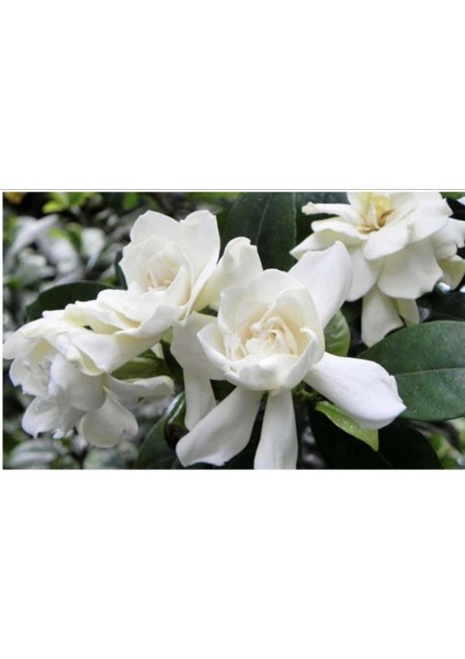 Serada Decor Plant Videolu 1 Adet Hoş Kokulu Gardenya Çiçeği Ofis Bitkisi 25-35 cm Saksılı Iç Mekan Bitki Gardenia