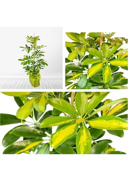 Videolu Çift Dal Ofis Hediyesi Alacalı Şeflera Çiçeği 50-70 cm Saksılı Iç Mekan Bitki Schefflera