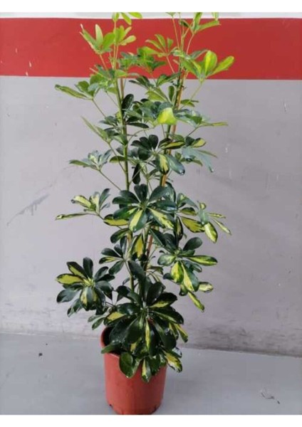 Videolu Çift Dal Ofis Hediyesi Alacalı Şeflera Çiçeği 50-70 cm Saksılı Iç Mekan Bitki Schefflera fiyatları