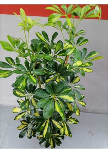 Videolu Çift Dal Ofis Hediyesi Alacalı Şeflera Çiçeği 50-70 cm Saksılı Iç Mekan Bitki Schefflera modelleri
