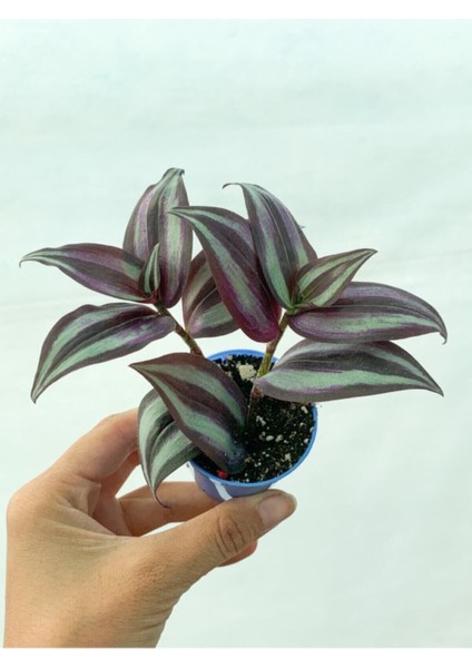 Videolu 1 Adet Bordo Telgraf Çiçeği 5-15 cm Saksılı Çiçekli Bodur Bitkiler Sensitive Plant