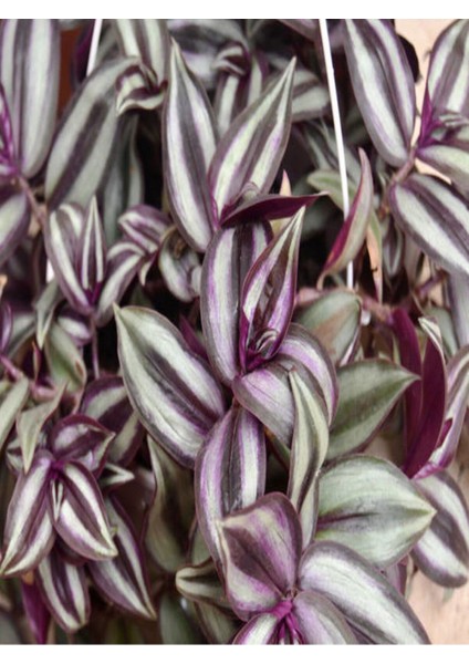 Videolu 1 Adet Bordo Telgraf Çiçeği 5-15 cm Saksılı Çiçekli Bodur Bitkiler Sensitive Plant fiyatları