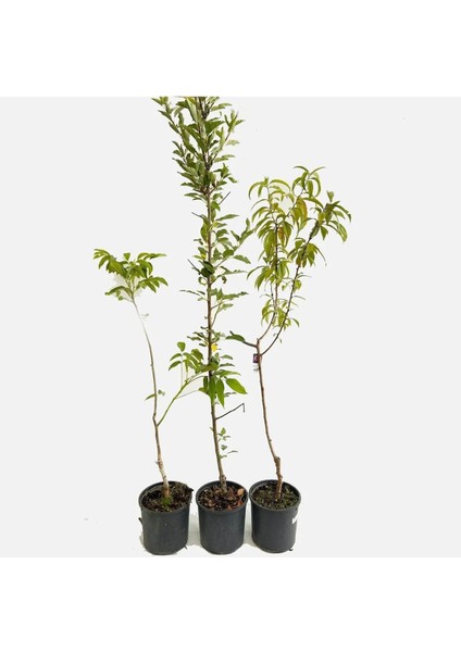 Black Amber Erik Fidanı 2-3 Yaş 70-90 cm Bol Verimli Soğuğa Dayanıklı fiyatları