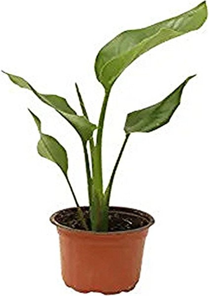 Mini Saksıda Starliçe Cennet Kuşu Çiçeği 15-25 cm