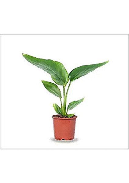 Mini Saksıda Starliçe Cennet Kuşu Çiçeği 15-25 cm fiyatları