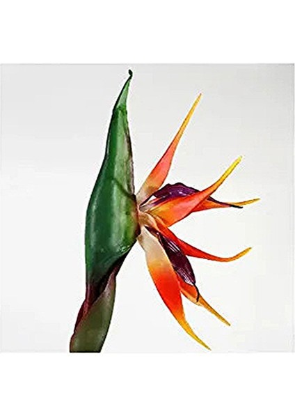 Mini Saksıda Starliçe Cennet Kuşu Çiçeği 15-25 cm modelleri