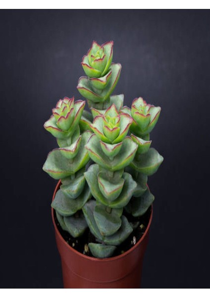Crassula Perforata 5.5mini Sukulent Saksısında Dolgun Formlu Teraryum ve Sukulent