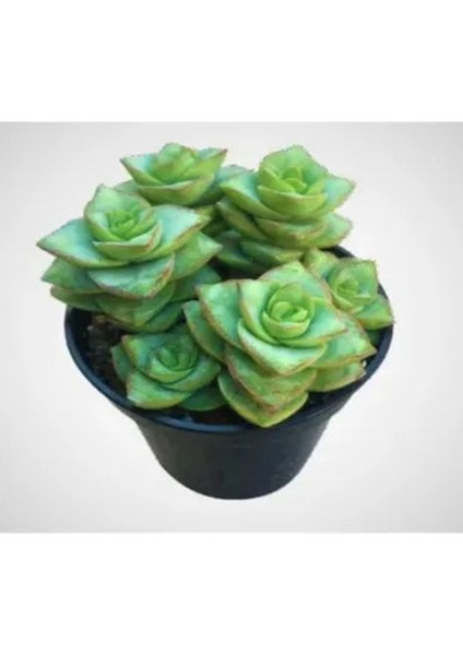 Crassula Perforata 5.5mini Sukulent Saksısında Dolgun Formlu Teraryum ve Sukulent fiyatları