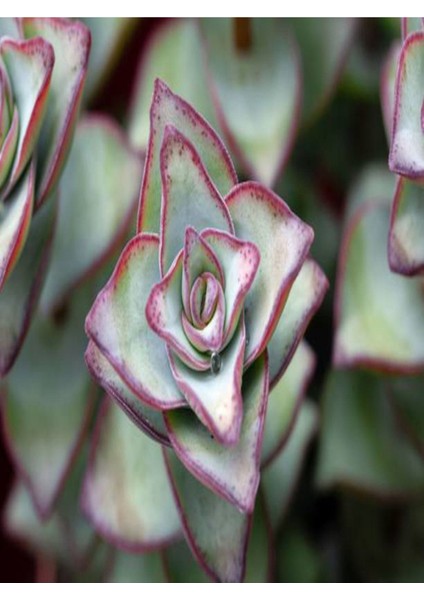 Crassula Perforata 5.5mini Sukulent Saksısında Dolgun Formlu Teraryum ve Sukulent modelleri