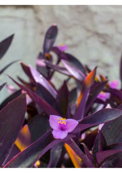 Videolu Mor Telgraf Çiçeği (10 30 Cm)1 Adet Saksılı Iç Mekan Bitkisi Tradescantia fiyatları