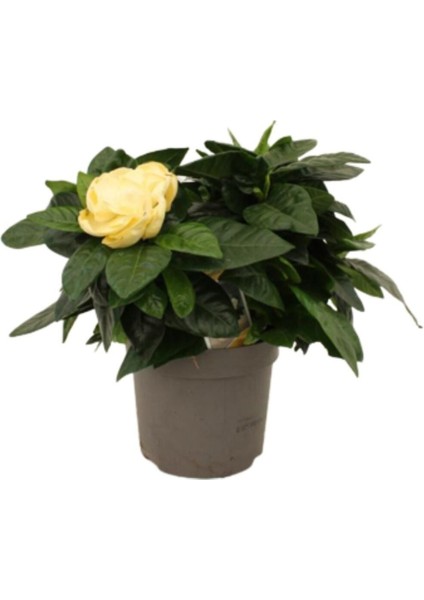 Videolu 1 Adet Ithal Kokulu Gardenya Çiçeği Ofis Bitkisi 25-35 cm Saksılı Iç Mekan Bitki Gardenia modelleri