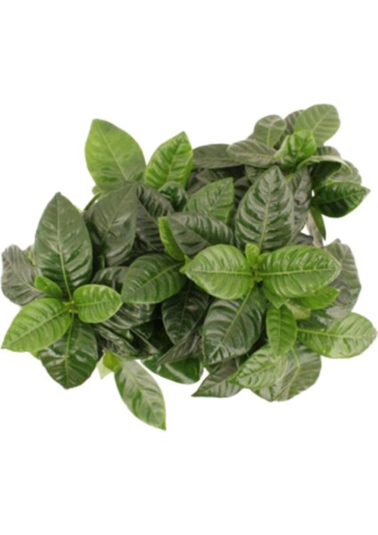 Videolu 1 Adet Ithal Kokulu Gardenya Çiçeği Ofis Bitkisi 25-35 cm Saksılı Iç Mekan Bitki Gardenia fırsatları