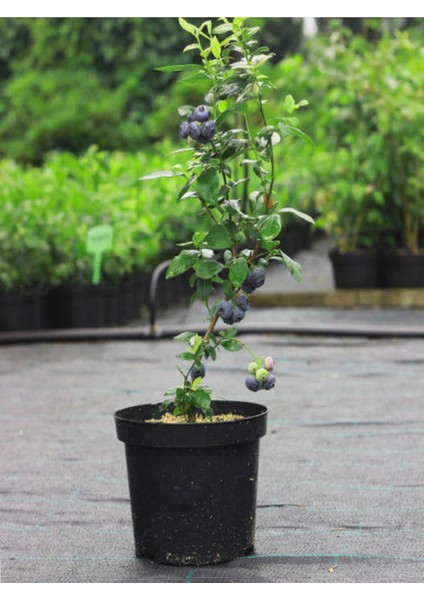 Videolu Yaban Mersini Fidanı (50 60 Cm)1 Adet Saksılı Bahçe Balkon Bitkisi Lipaka Blueberry