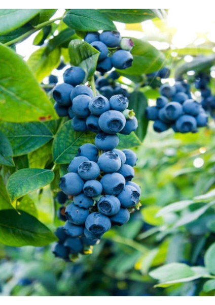 Videolu Yaban Mersini Fidanı (50 60 Cm)1 Adet Saksılı Bahçe Balkon Bitkisi Lipaka Blueberry fiyatları