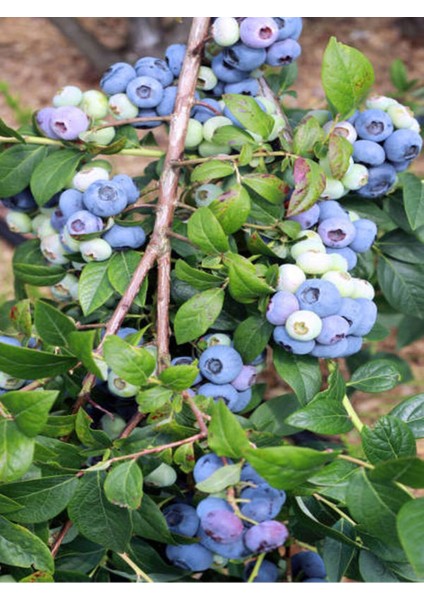 Videolu Yaban Mersini Fidanı (50 60 Cm)1 Adet Saksılı Bahçe Balkon Bitkisi Lipaka Blueberry modelleri
