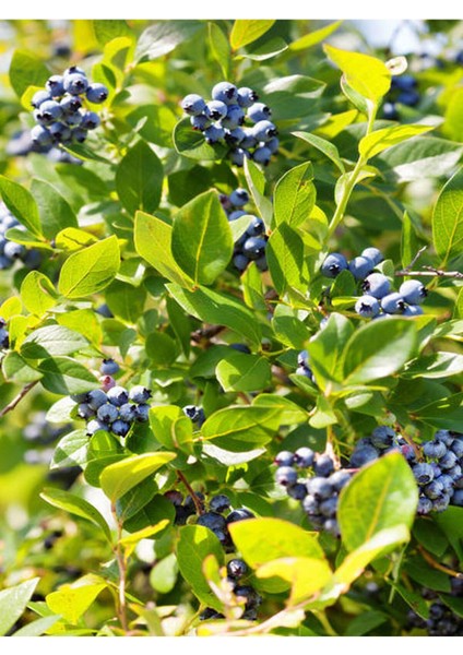 Videolu Yaban Mersini Fidanı (50 60 Cm)1 Adet Saksılı Bahçe Balkon Bitkisi Lipaka Blueberry indirimleri