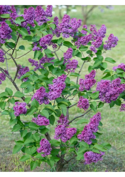 Videolu Leylak Fidanı (60-80 Cm)1 Adet Saksılı Dış Mekan Bitkisi Syringa Vulgaris fırsatları