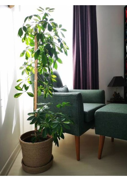 Şeflera 3lü , Beşparmak Çiçeği fiyatları