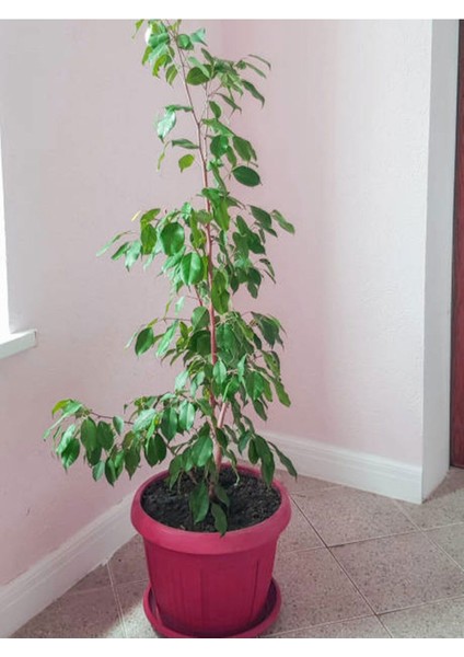 Şeflera 3lü , Beşparmak Çiçeği modelleri