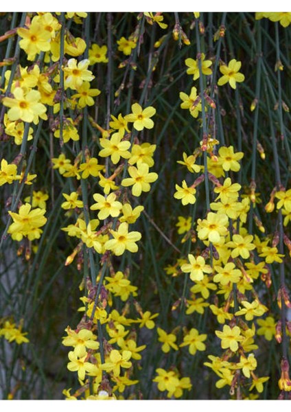 Videolu Çalı Yasemin Sarı Yasemin Fidanı (80-120 Cm) 1 Adet Tüplü Jasminum Nudiflorum
