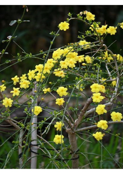 Videolu Çalı Yasemin Sarı Yasemin Fidanı (80-120 Cm) 1 Adet Tüplü Jasminum Nudiflorum fiyatları