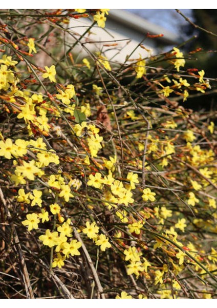 Videolu Çalı Yasemin Sarı Yasemin Fidanı (80-120 Cm) 1 Adet Tüplü Jasminum Nudiflorum modelleri