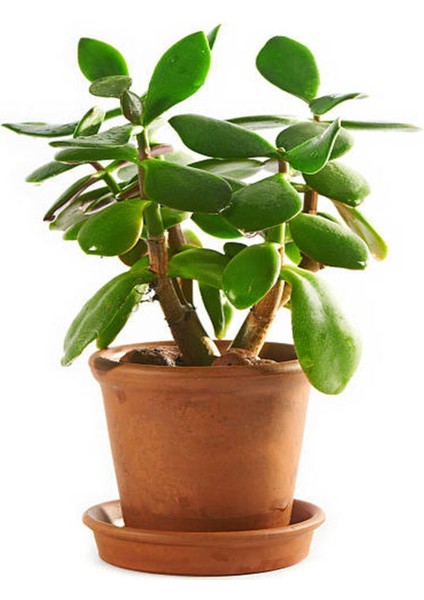 Serada Decor Plant Videolu Para Ağacı Bitkisi (40 60 Cm)1 Adet Saksılı Iç Mekan Bitkisi Crassula