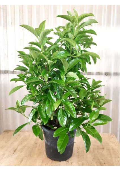 Videolu Çit Bitkisi Kartopu (15 25 Cm)1 Adet Saksılı Dış Mekan Bitkisi Viburnum Lucidum fırsatları