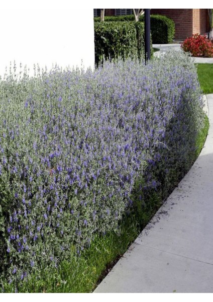 Videolu Dekoratif Zeytin Çalısı (30 45 Cm)5 Adet Saksılı/tüplü Teucrium Fruticans