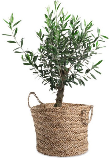 Videolu Dekoratif Zeytin Çalısı (30 45 Cm)5 Adet Saksılı/tüplü Teucrium Fruticans fırsatları