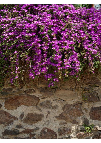 Videolu Kabristan Mezarlık Çiçeği 5'li Set (5 15 Cm)5 Adet /saksılı/tüplü Drosanthemum Floribundum