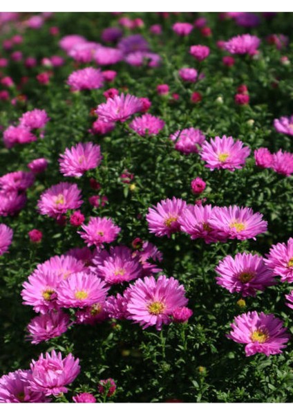 Videolu Kabristan Mezarlık Çiçeği 5'li Set (5 15 Cm)5 Adet /saksılı/tüplü Drosanthemum Floribundum