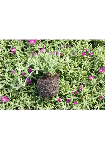 Videolu Kabristan Mezarlık Çiçeği 5'li Set (5 15 Cm)5 Adet /saksılı/tüplü Drosanthemum Floribundum