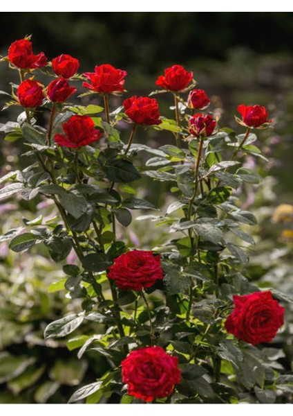 Serada Decor Plant Videolu Yediveren Yoğun Kokulu Kırmızı Renkli (30 50CM) 1 Adet Aşılı Gül Red Rose