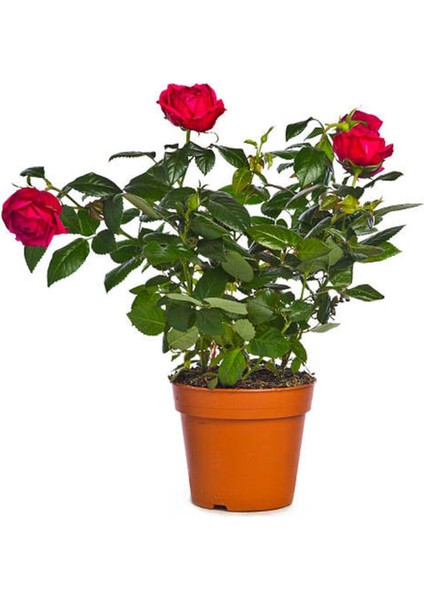 Serada Decor Plant Videolu Yediveren Yoğun Kokulu Kırmızı Renkli (30 50CM) 1 Adet Aşılı Gül Red Rose