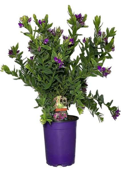 Videolu Poligala Çiçeği Fidanı (30 50 Cm)1 Adet Saksılı Çiçekli Iç/ Dış Mekan Bitkisi Polygala