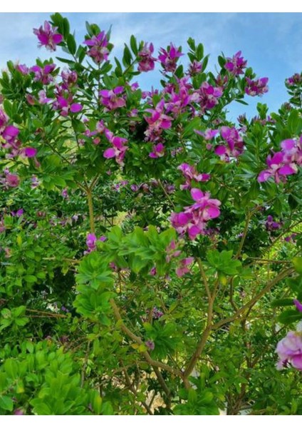 Videolu Poligala Çiçeği Fidanı (30 50 Cm)1 Adet Saksılı Çiçekli Iç/ Dış Mekan Bitkisi Polygala fiyatları