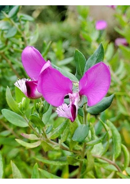 Videolu Poligala Çiçeği Fidanı (30 50 Cm)1 Adet Saksılı Çiçekli Iç/ Dış Mekan Bitkisi Polygala modelleri