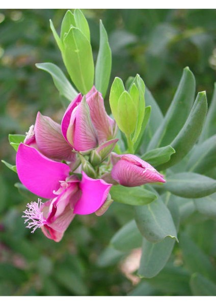 Videolu Poligala Çiçeği Fidanı (30 50 Cm)1 Adet Saksılı Çiçekli Iç/ Dış Mekan Bitkisi Polygala fırsatları