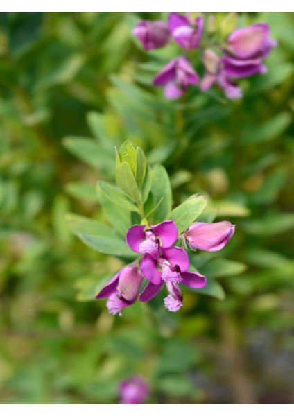 Videolu Poligala Çiçeği Fidanı (30 50 Cm)1 Adet Saksılı Çiçekli Iç/ Dış Mekan Bitkisi Polygala indirimleri