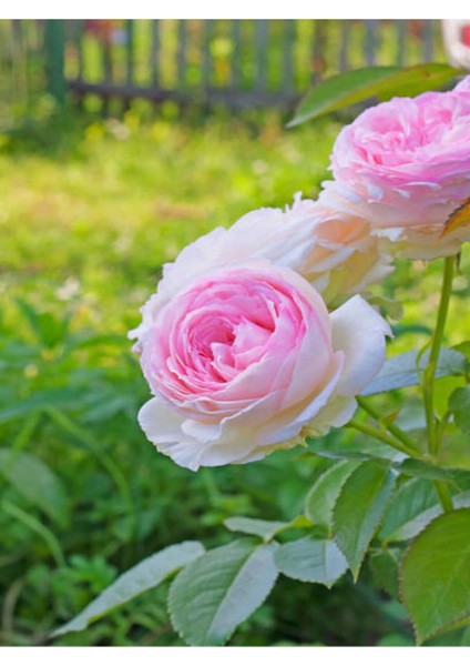 Videolu Pembeli Beyazlı Gül Fidanı (40 60 Cm)1 Adet Saksılı Iç/ Dış Mekan Bitkisi Rose