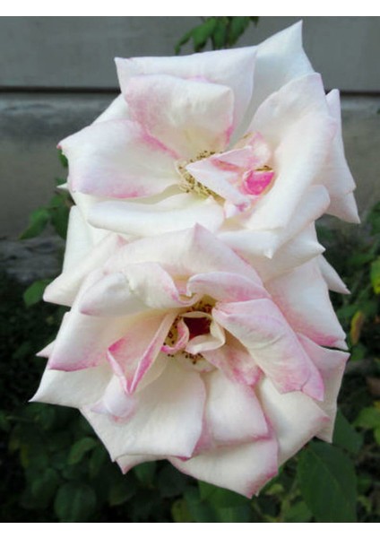 Videolu Pembeli Beyazlı Gül Fidanı (40 60 Cm)1 Adet Saksılı Iç/ Dış Mekan Bitkisi Rose fiyatları