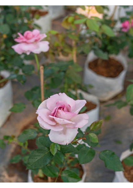 Videolu Pembeli Beyazlı Gül Fidanı (40 60 Cm)1 Adet Saksılı Iç/ Dış Mekan Bitkisi Rose fırsatları