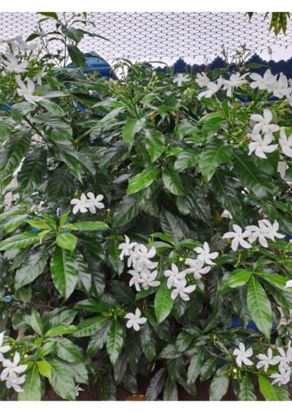 Serada Decor Plant Videolu Arap Yasemini Yasemin Fidanı (40 60 Cm)1 Adet Saksılı/tüplü Rhyncospermum Jasminoides