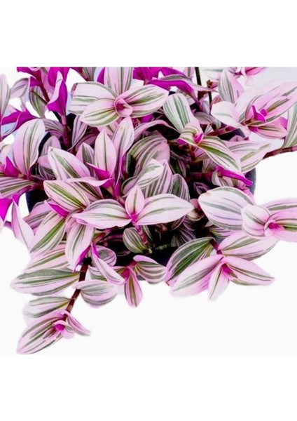 Pembe Telgraf Çiçeği – Nanouk Telgraf Çiçeği fiyatları