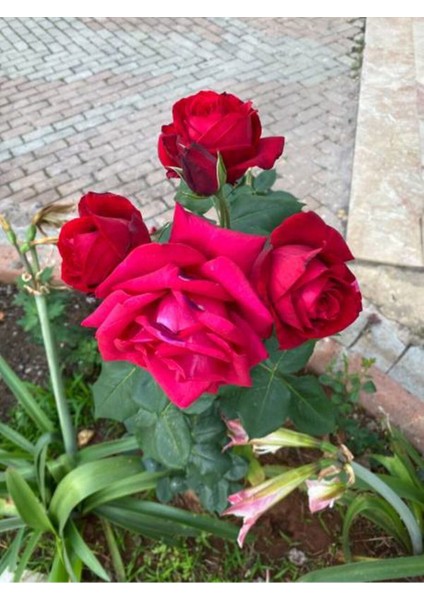 Videolu Isparta Meyland Yediveren Kırmızı Kokulu (15 25 Cm) 1 Adet Aşılı Gül Red Rose modelleri